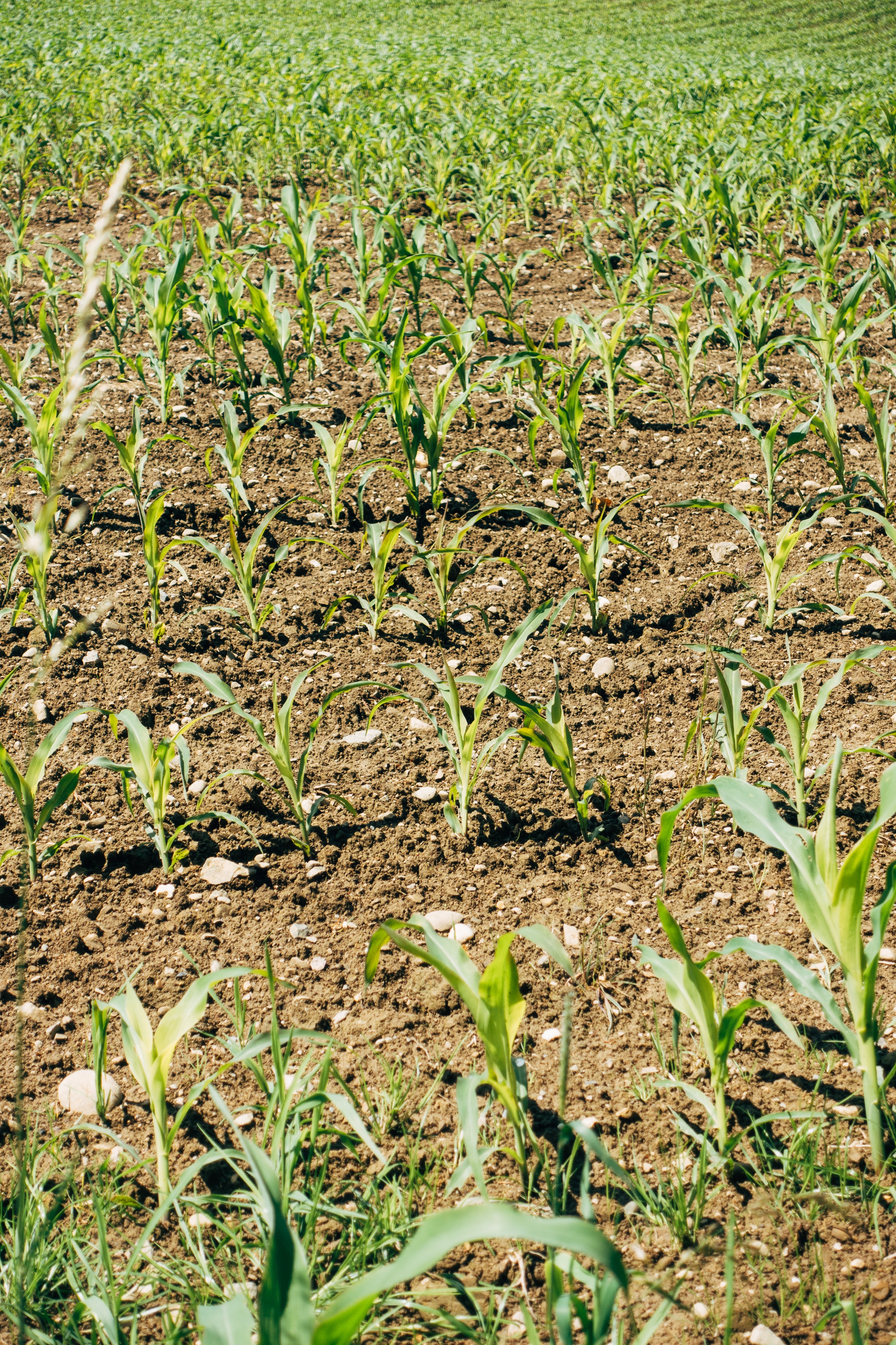 ASSURANCE TESTING & ANALYTICAL SERVICES Fertilizer Testing in india